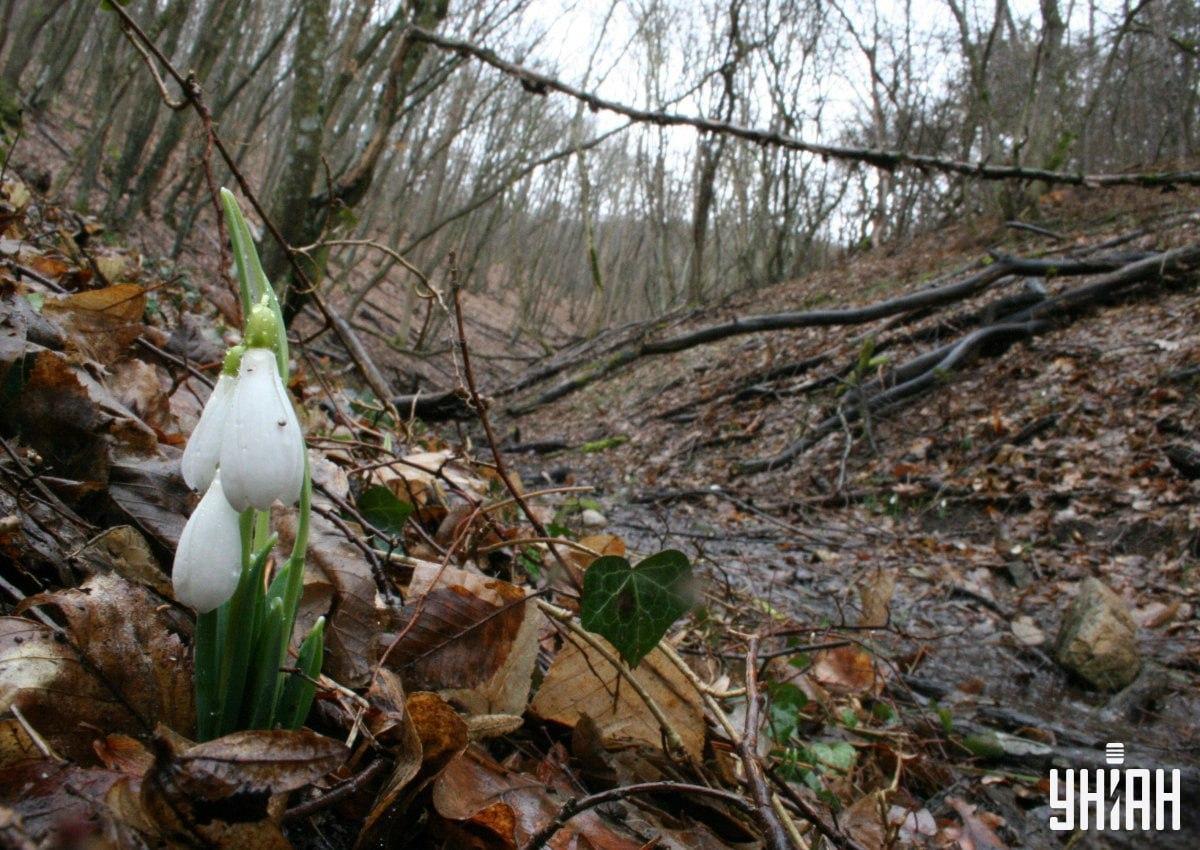 Finde einen Fuchs im Wald in 9 Sekunden / Collage mit Moje Foto