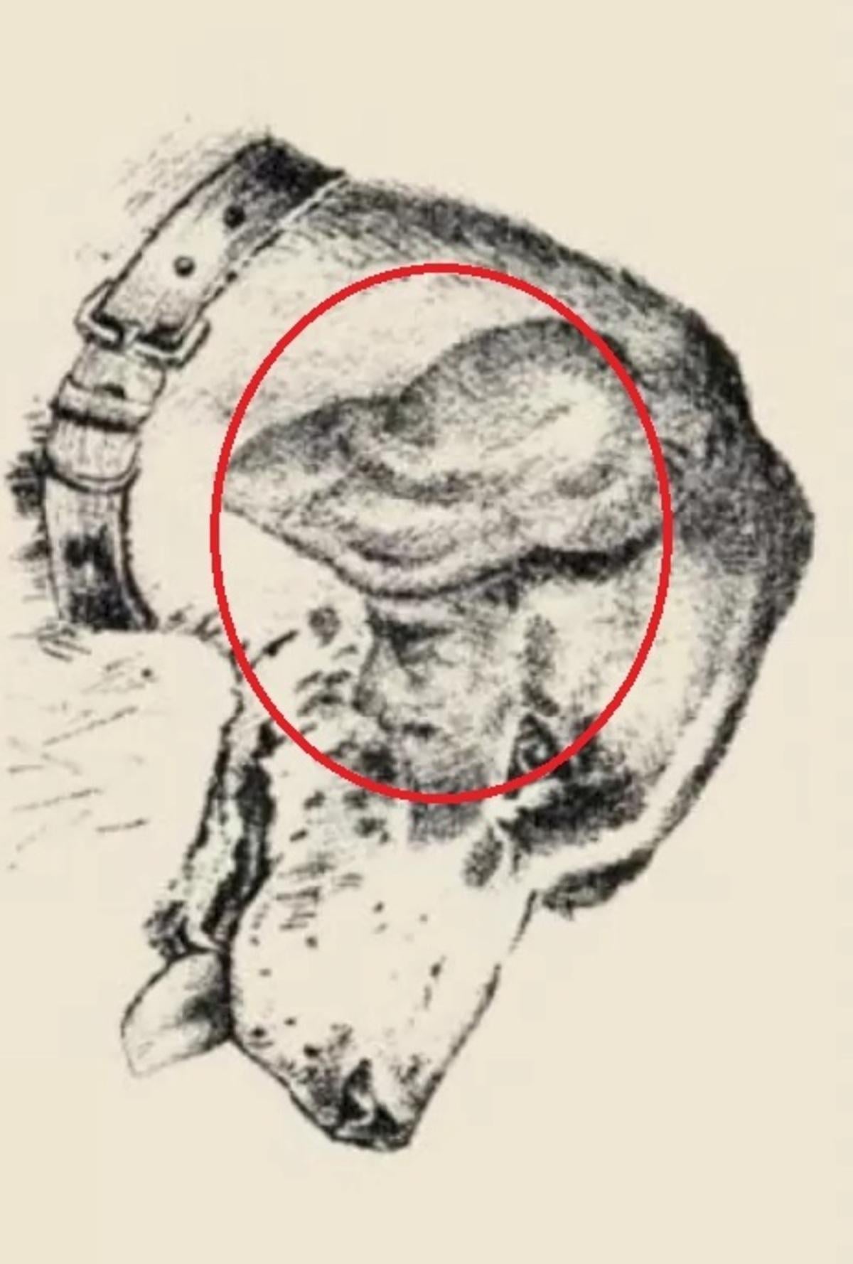 Das menschliche Gesicht befand sich auf dem Ohr des Hundes / gezeichnet von safalta.com