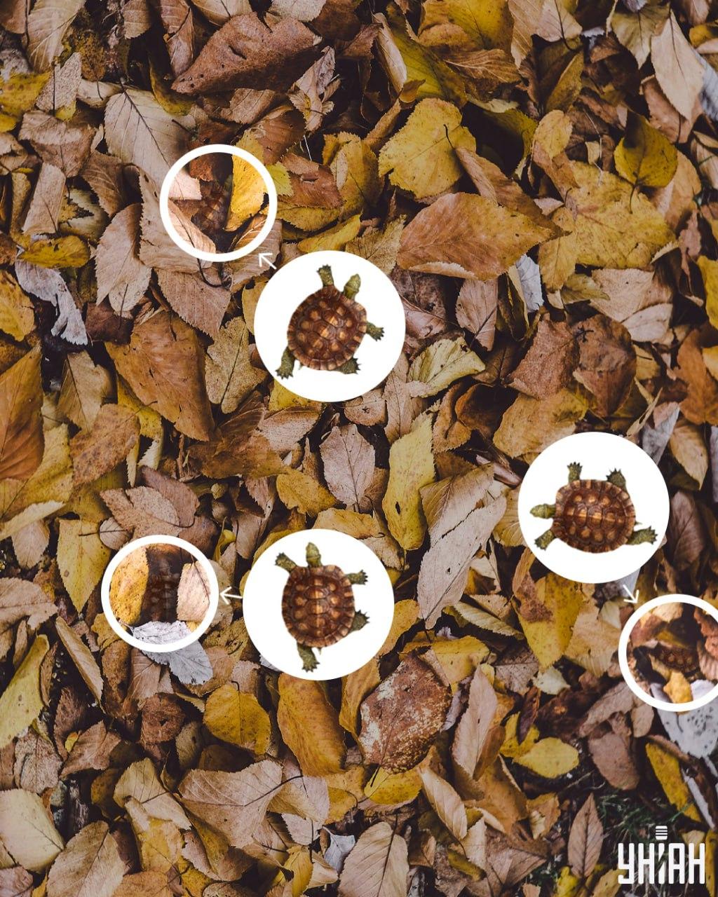 Schildkrötenpanzer können leicht mit vergilbten Blättern verwechselt werden / Collage Moje