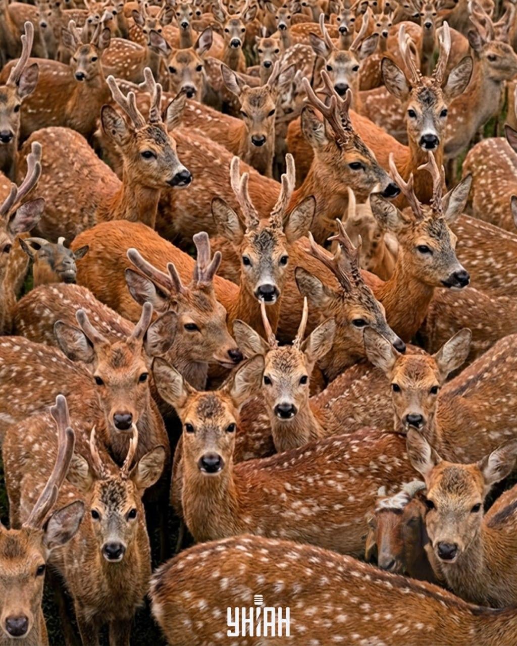 Drei Ziegen unter Rentieren in 11 Sekunden finden: eine sehr komplexe optische Täuschung