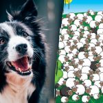 Wo sich der Hund versteckt: nur wenige finden ihn in